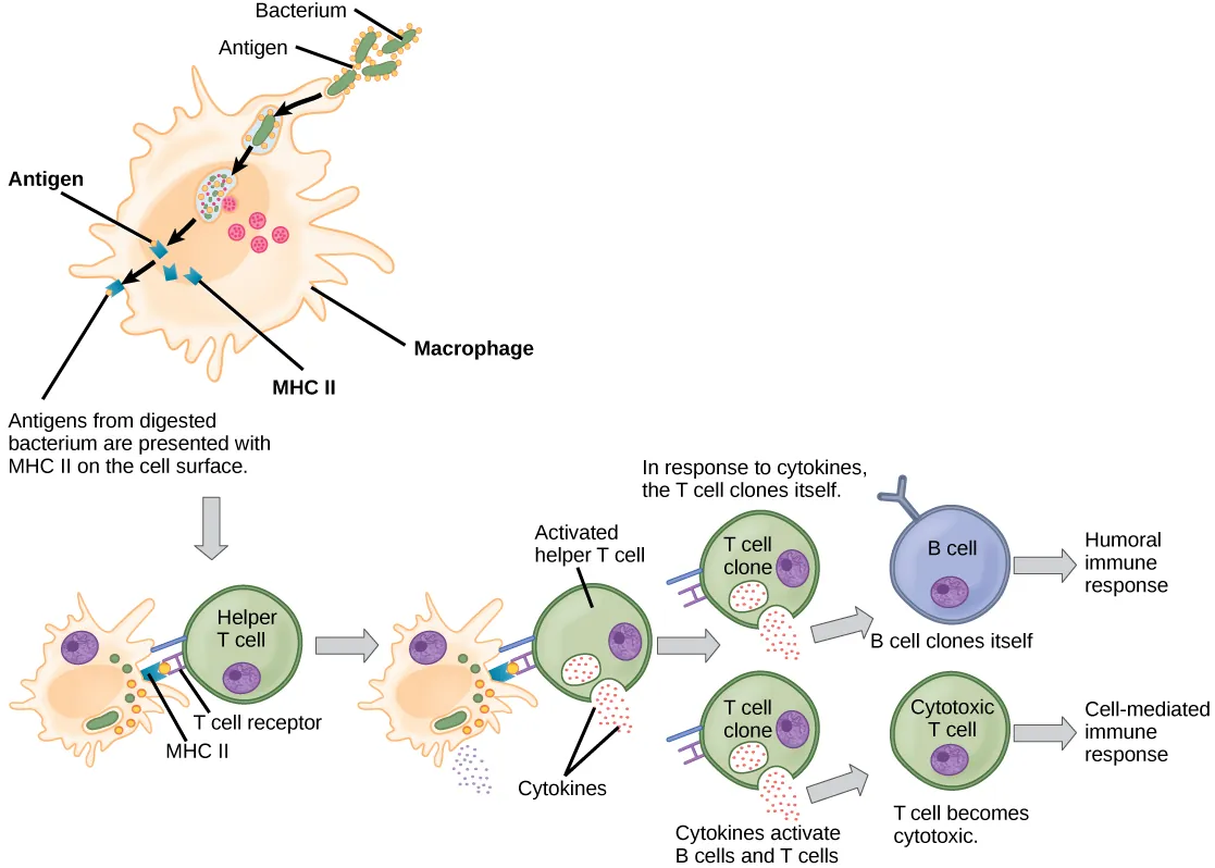 Illustration shows the steps involved in one method of activating a humoral or cell-mediated immune response. The first step shows a bacterium being engulfed by a macrophage. Lysosomes fuse with the vacuole containing the bacteria. The bacterium is digested. Antigens from the bacterium are attached to a MHC II molecule and presented on the cell surface. The next step shows the activation of a helper T cell. A T cell receptor on the surface of the T cell binds the MHC II-antigen complex presented by the macrophage (also called an antigen-presenting cell). As a result, the helper T cell becomes activated and both the helper T cell and macrophage cell release cytokines. The cytokines induce the helper T cell to clone itself. The cloned helper T cells release different cytokines that activate B cells, causing them to clone and begin the humoral immune response; and other T cells, turning them into cytotoxic T cells and beginning the cell-mediated immune response.