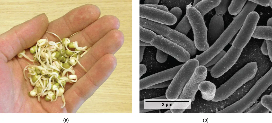 Part a shows round, green seeds with stems sprouting from them in the palm of a person’s hand. Part b shows a scanning electron micrograph of rod-shaped bacteria.