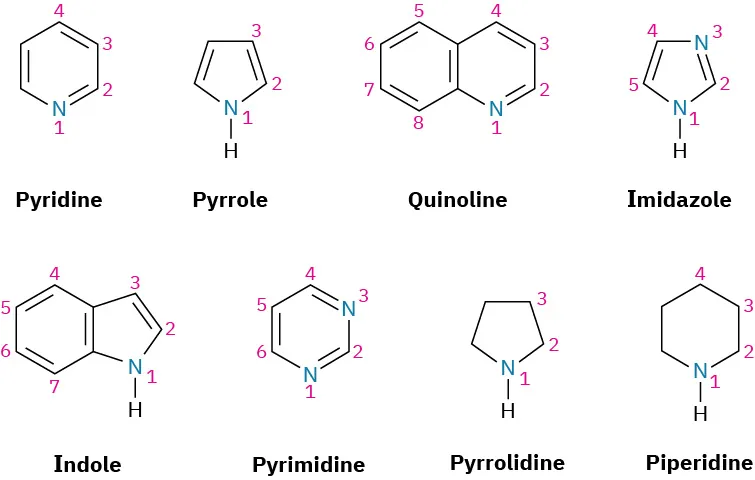 The structures of pyridine, pyrrole, quinoline, imidazole, indole, pyrimidine, pyrrolidine, and piperidine. The compounds are numbered from the nitrogen atom.