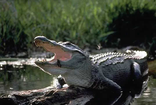 An American alligator, mouth wide, is sunning itself on a log above a stream. The sun shines on the slick spikey back of the alligator whose pink tongue can be seen surrounded by a perimeter of teeth in a gaping jaw.