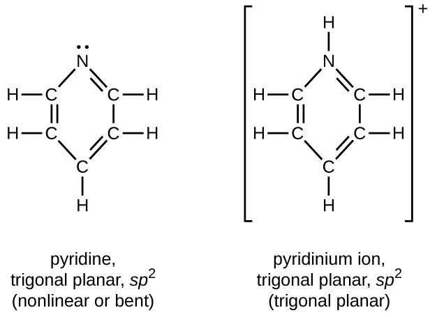 Two structures are shown, one for pyridine, which is trigonal planar and is labeled s p superscript 2. The second is for the pyridium ion, which is also trigonal planar and is labeled s p superscript 2. Both structures include a hexagonal ring composed of 5 C atoms and 1 N atom which is shown at the top of each structure. In both rings, double bonds alternate and single H atoms extend outward from each C atom. The only structural difference between the two structures involves the unshared electron pair on the N atom in pyridine. This is replaced by a bonded H atom in the pyridium ion which is represented in brackets with a superscript plus symbol outside the brackets.