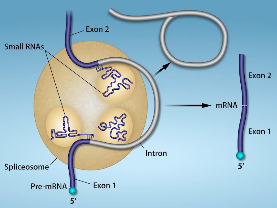 Illustration shows a spliceosome bound to m R N A. An intron is wrapped around small R N As associated with the spliceosome. When the splice is complete, the exons on either side of the intron are fused together, and the intron forms a ring structure.