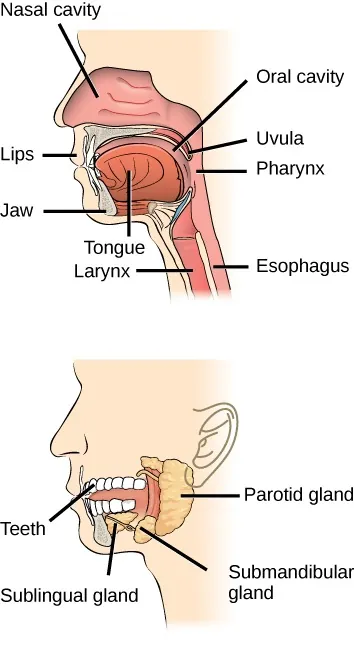 Two cross-sections of head: top showing (clockwise) nasal cavity, oral cavity, uvula, pharynx, esophagus, larynx, tongue, jaw, lips; bottom showing (clockwise) parotid gland, submandibular gland, sublingual gland, teeth.