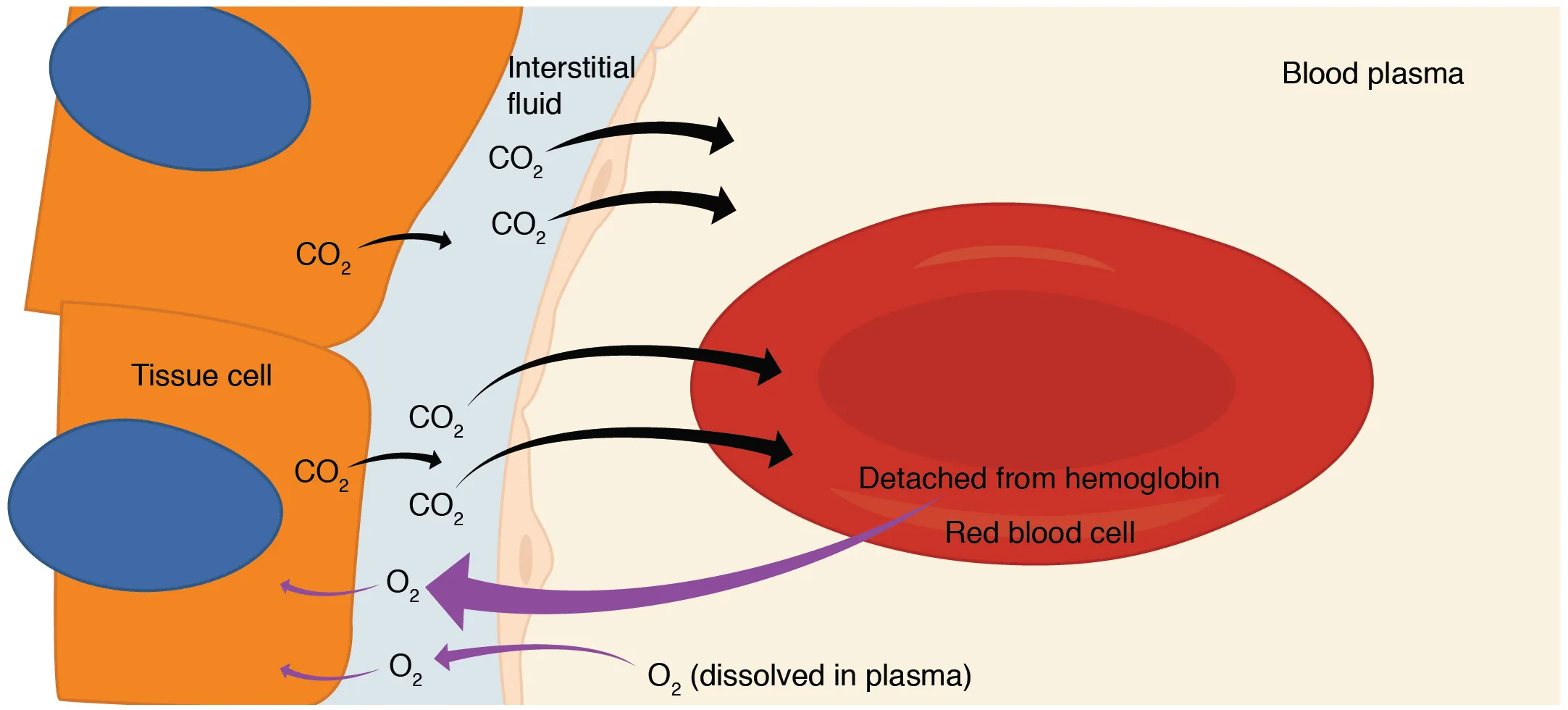 This diagram details the pathway of internal respiration. The exchange of oxygen and carbon dioxide between a red blood cell and a tissue cell is shown.