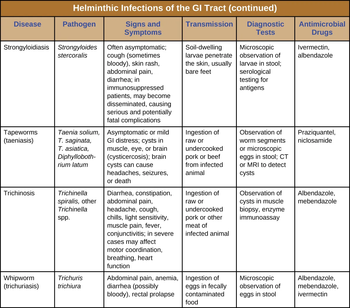 Continuation of table titled: Helminthic Infections of the GI Tract. Columns: Disease, Pathogen, Signs and Symptoms, Transmission, Diagnostic Tests, Antimicrobial Drugs. Strongyloidiasis; Strongyloides stercoralis; Often asymptomatic; cough (sometimes bloody), skin rash, abdominal pain, diarrhea; in immunosuppressed patients, may become disseminated, causing serious and potentially fatal complications Soil-dwelling larvae penetrate the skin, usually bare feet; Microscopic observation of larvae in stool; serological testing for antigens; Ivermectin, albendazole. Tapeworms (taeniasis) ; Taenia solium, T. saginata, T. asiatica, Diphyllobothrium latum; Asymptomatic or mild GI distress; cysts in muscle, eye, or brain (cysticercosis); brain cysts can cause headaches, seizures, or death; Ingestion of raw or undercooked pork or beef from infected animal; Observation of worm segments or microscopic eggs in stool; CT or MRI to detect cysts; Praziquantel, niclosamide. Trichinosis; Trichinella spiralis, other Trichinella spp. Diarrhea, constipation, abdominal pain, headache, cough, chills, light sensitivity, muscle pain, fever, conjunctivitis; in severe cases may affect motor coordination, breathing, heart function; Ingestion of raw or undercooked pork or other meat of infected animal; Observation of cysts in muscle biopsy, enzyme immunoassay; Albendazole, mebendazole. Whipworm (trichuriasis); Trichuris trichiura; Abdominal pain, anemia, diarrhea (possibly bloody), rectal prolapse; Ingestion of eggs in fecally contaminated food Microscopic observation of eggs in stool; Albendazole, mebendazole, ivermectin.