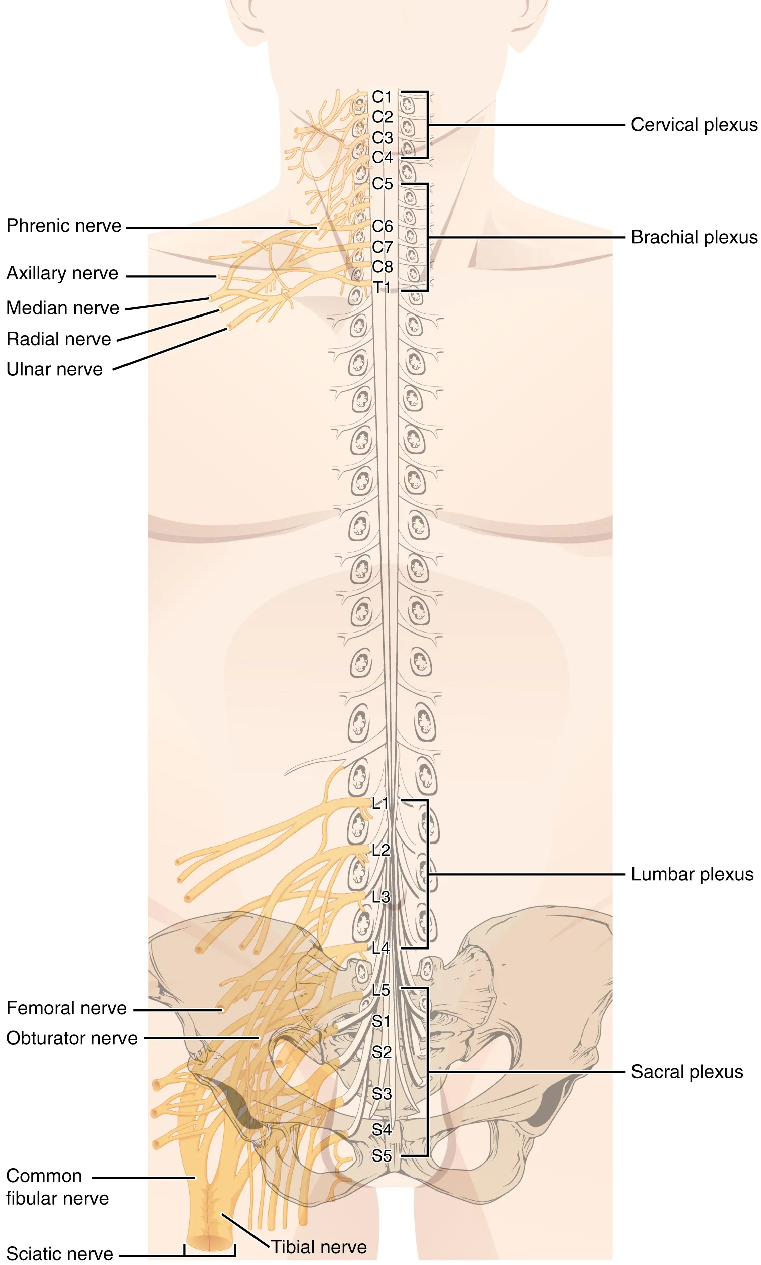 This figure shows a torso of a human body. The spinal cord is shown in the body and the main nerves along the spinal cord are labeled.