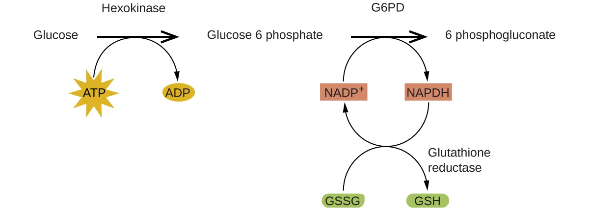 A reaction mechanism is diagrammed in this figure. At the left, the name Glucose is followed by a horizontal, right pointing arrow, labeled, “Hexokinase.” Below this arrow and to the left is a yellow star shape labeled, “A T P.” A curved arrow extends from this shape to the right pointing arrow, and down to the right to a small brown oval labeled, “A D P.” To the right of the horizontal arrow is the name Glucose 6 phosphate, which is followed by another horizontal, right pointing arrow which is labeled, “G 6 P D.” A small orange rectangle below and left of this arrow is labeled “N A D P superscript plus.” A curved arrow extends from this shape to the right pointing arrow, and down to the right to a small salmon-colored rectangle labeled “N A P D H.” A curved arrow extends from this shape below and to the left, back to the orange rectangle labeled, “N A D P superscript plus.” Another curved arrow extends from a green oval labeled “G S S G” below the orange rectangle, up to the arrow curving back to the orange rectangle. This last curved arrow continues on to the lower right to a second green oval labeled, “G S H.” The end of this curved arrow is labeled, “Glutathione reductase.” To the right of the rightmost horizontal arrow appears the name 6 phosphogluconate.