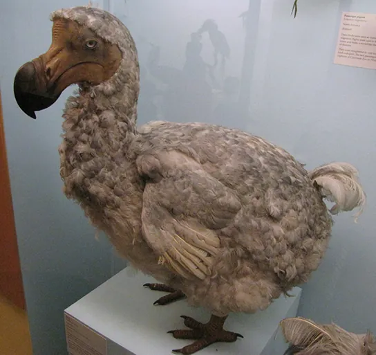 Photo shows a dodo taxidermy exhibit at the Museum of Natural History in London, England. Distinguishing features include a large heavy beak colored dark brown at the end; a large, plump body; tiny wings with very few, short-flight feathers; a few curled tail feathers; a large feathered head and featherless face.