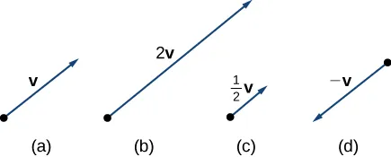 This graphic has 4 figures. The first figure is a vector labeled “v.” The second figure is a vector twice as long as the first vector and is labeled “2 v.” The third figure is half as long as the first and is labeled “1/2 v.” The fourth figure is a vector in the opposite direction as the first. It is labeled “-v.”