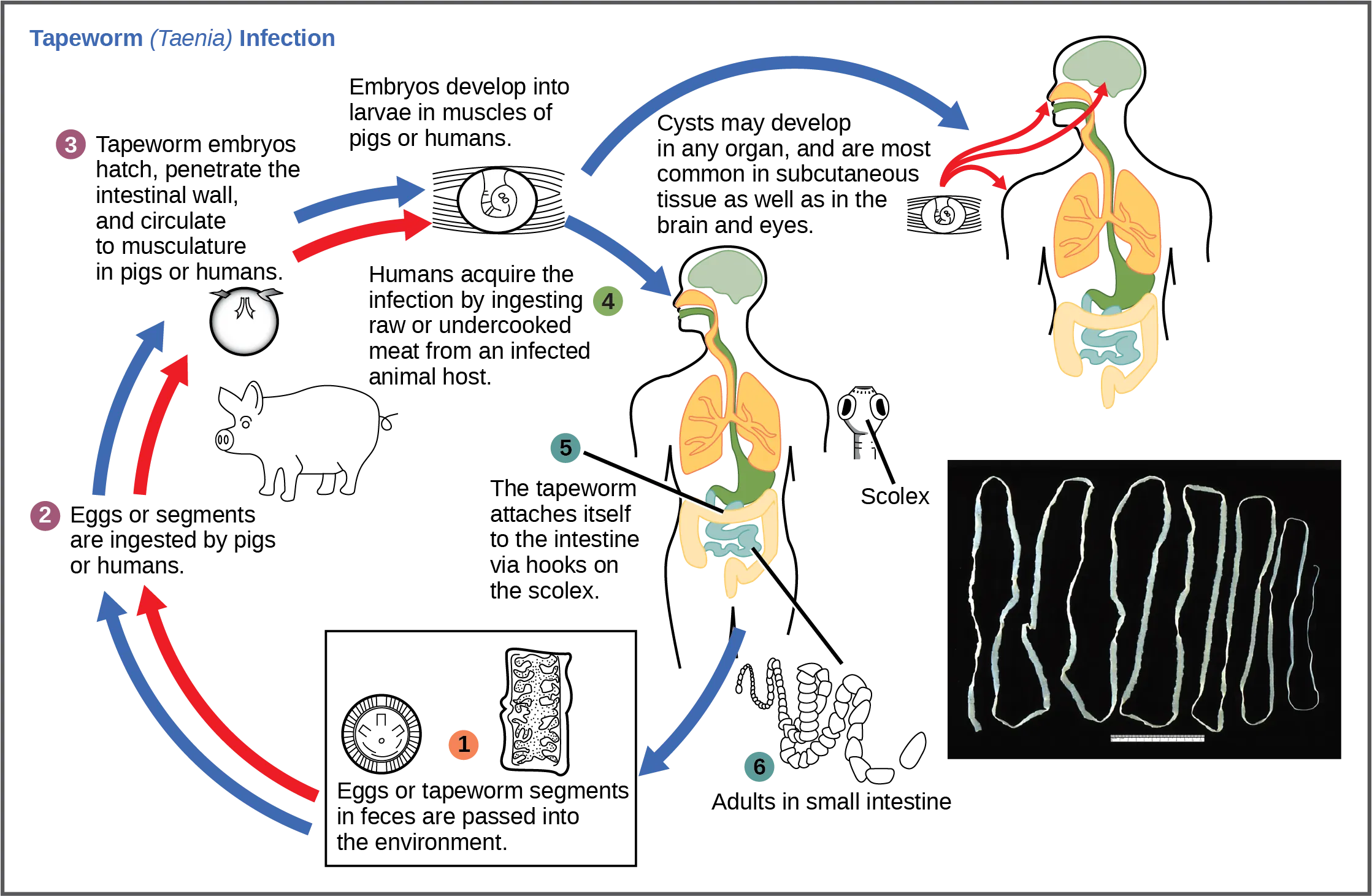 The life cycle of a tapeworm begins when eggs or tapeworm segments in the feces are ingested by pigs or humans. The embryos hatch, penetrate the intestinal wall, and circulate to the musculature in both pigs and humans. Humans may acquire a tapeworm infection by ingesting raw or undercooked meat. Infection may results in cysts in the musculature, or in tapeworms in the intestine. Tapeworms attach themselves to the intestine via a hook-like structure called the scolex. Tapeworm segments and eggs are excreted in the feces, completing the cycle.