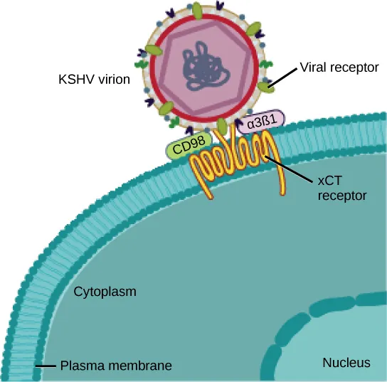  In the illustration a viral receptor on the surface of a KSHV virus is attached to an xCT receptor embedded in the plasma membrane.