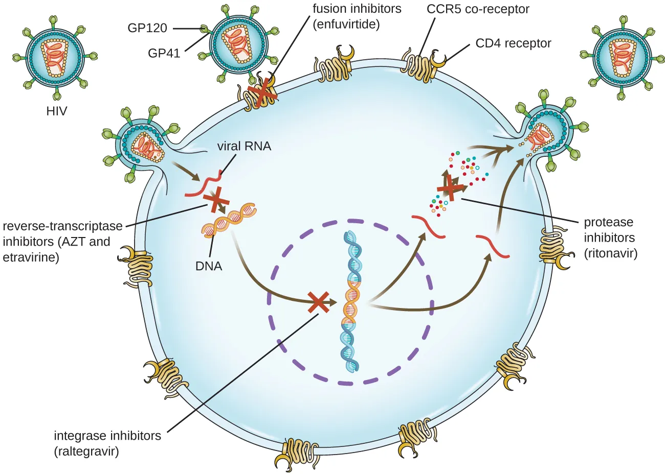 Diagram showing HIV infection and locations where drugs can stop the infection. GP120 and G(42 are proteins that are on the surface of the virus and bind to CD4 receptor and CCR5. Enfuvirtide is a fusion inhibitor that blocks this process. When the virus enters, it produces DNA from RNA, this  can be blocked by AZT and etravirine which are reverse-transcriptase inhibitors. Next, the viral DNA integrates into the host DNA. Raltegravir is an integrase inhibitor and blocks this step. Finally the virus is rebuild. Ritonavir is a protease inhibitor and blocks this step.