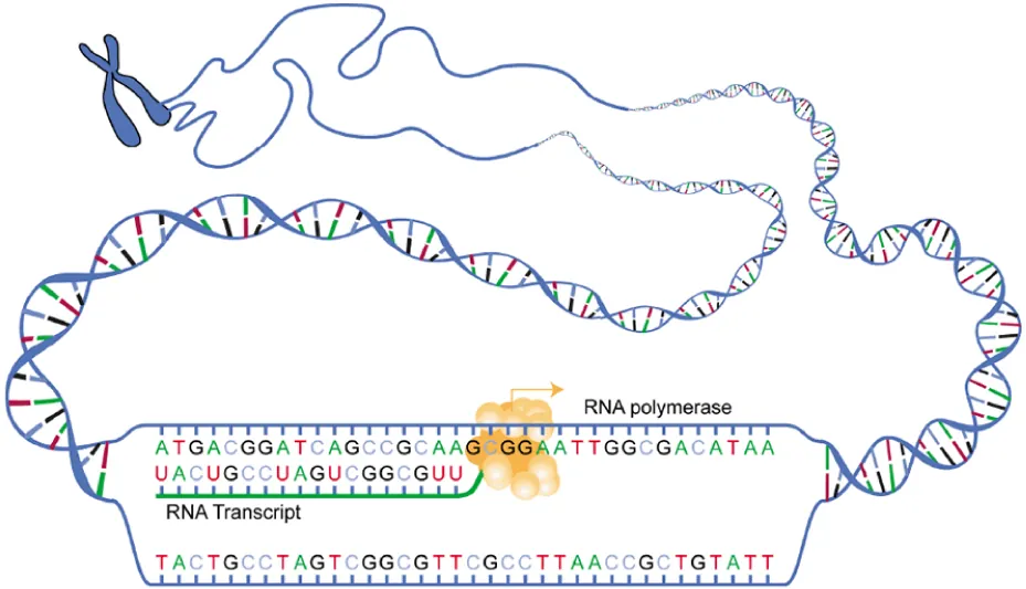 3.4 Protein Synthesis - Anatomy and Physiology 2e | OpenStax