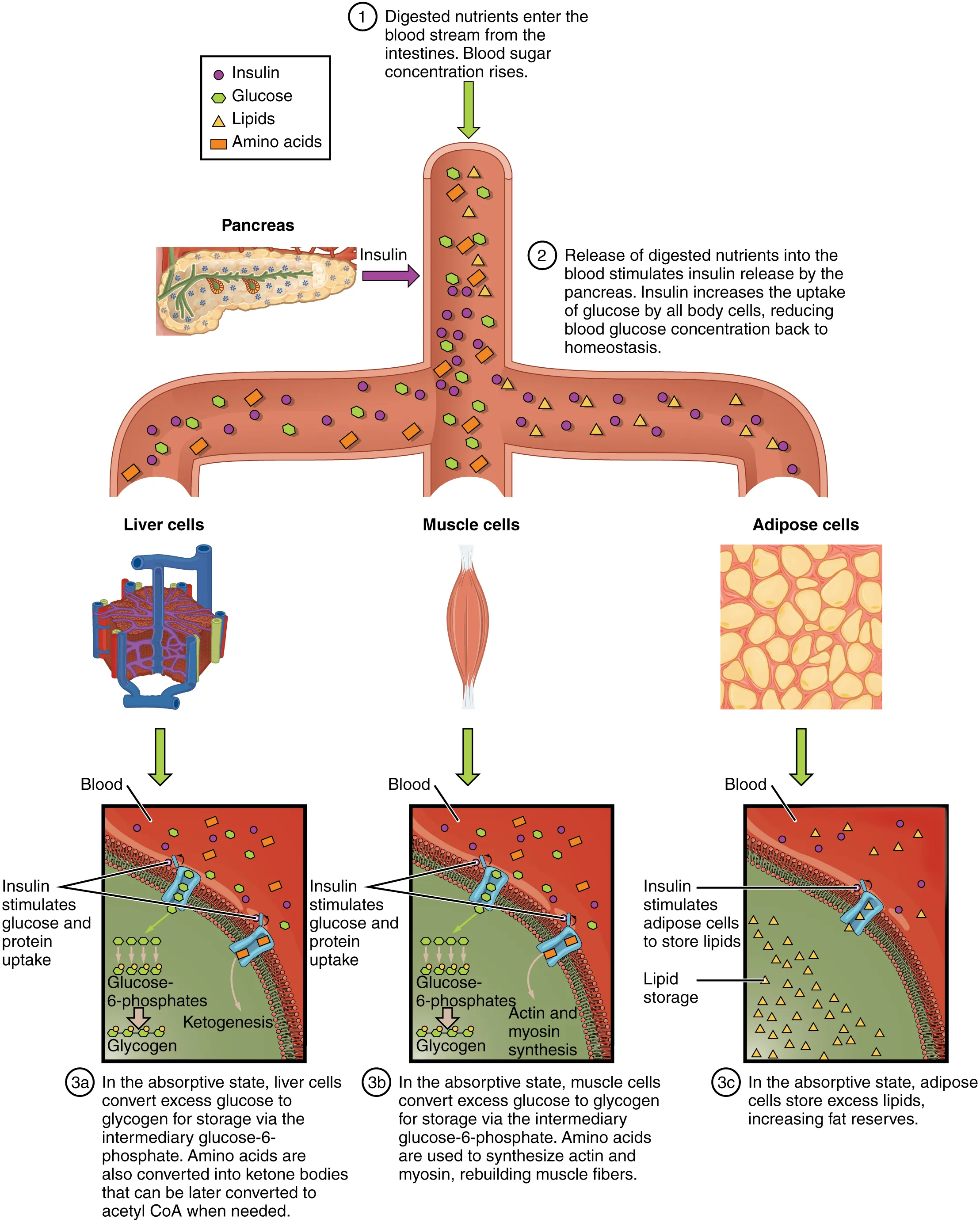 This figure shows how nutrients are absorbed by the body. The diagram shows digested nutrients entering the blood stream and being absorbed by liver cells, muscle cells, and adipose cells. Underneath each panel, text details the process taking place in each cell type.