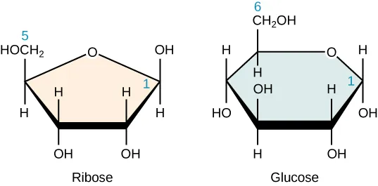 This figure shows the structures of Ribose and glucose. Ribose is a pentagon-shaped molecule with a carbon at each corner of the pentagon, with the exception of the apex of the pentagon, which has an O atom. The carbons on ribose have the following attaching groups: the right carbon, labelled 1, has an O H and an H. The lower right carbon has an O H and an H. The lower left carbon has an O H and an H. The left carbon, labelled 5, has H O C H 2 and a H. Glucose is a hexagon-shaped molecule with a carbon at each corner of the pentagon, with the exception of the apex of the upper right corner, which has an O atom. The carbons on glucose have the following attaching groups: the right carbon, labelled 1, has an O H and an H. The lower right carbon has an O H and an H. The lower right carbon has an O H and an H. The lower right carbon has an O H and an H. The left carbon has an O H and an H The upper right carbon, labelled 6, has C H 2 O H and an H.