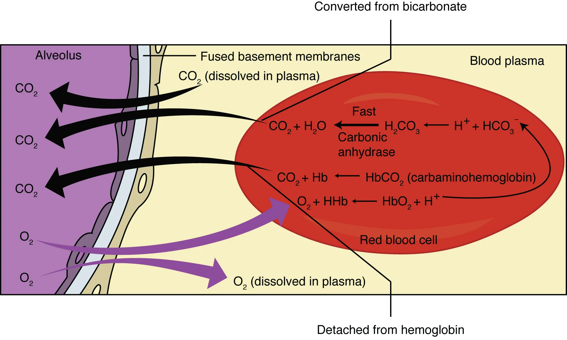 This figure shows the pathway in which external respiration takes place. The exchange of oxygen and carbon dioxide between the alveolus and blood plasma is detailed.