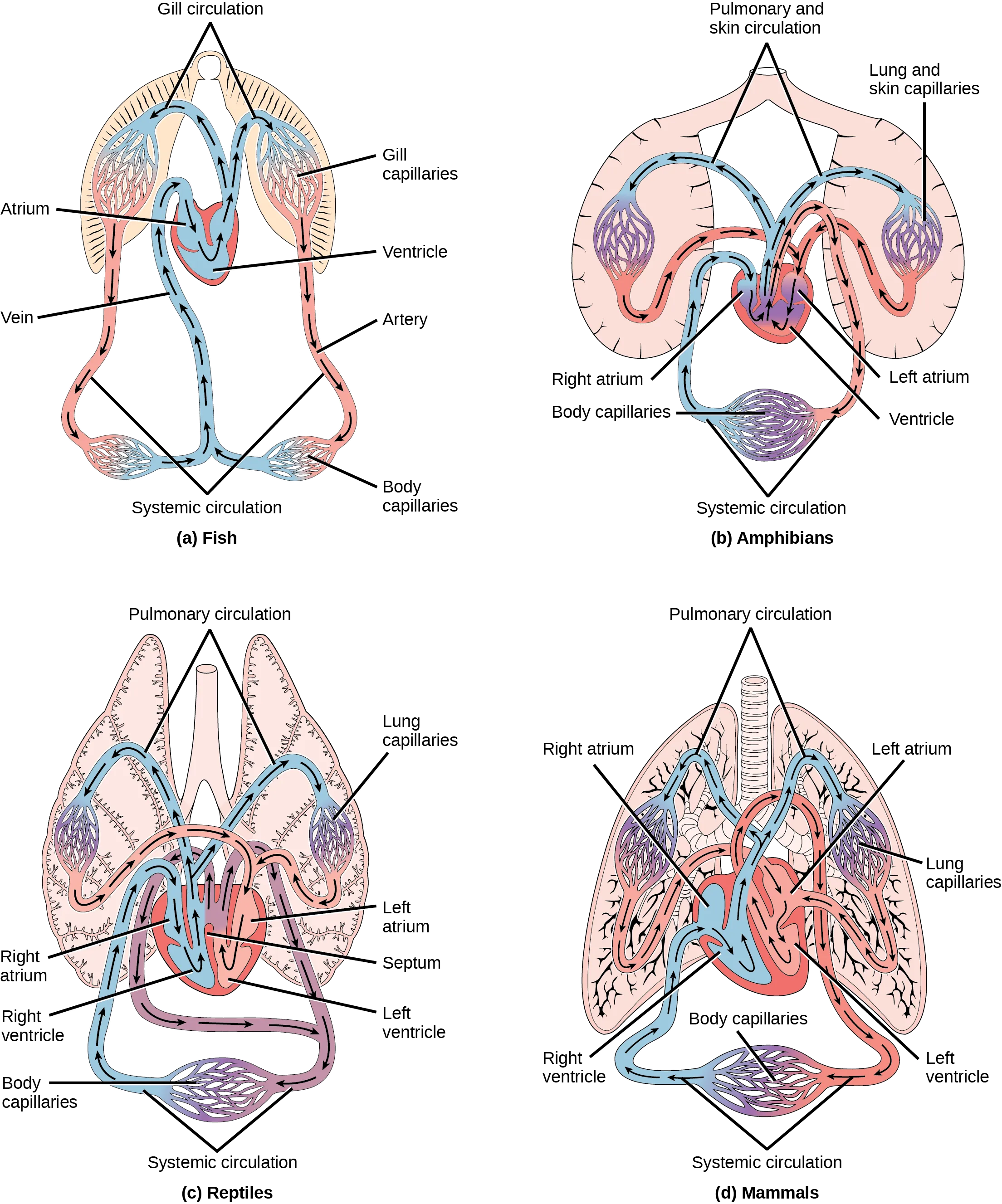 Illustration A shows the circulatory system of fish, which have a two-chambered heart with one atrium and one ventricle. Blood in systemic circulation flows from the body into the atrium, then into the ventricle. Blood exiting the heart enters gill circulation, where gases are exchanged by gill capillaries. From the gills blood re-enters systemic circulation, where gases in the body are exchanged by body capillaries. Illustration B shows the circulatory system of amphibians, which have a three-chambered heart with two atriums and one ventricle. Blood in systemic circulation enters the heart, flows into the right atrium, then into the ventricle. Blood leaving the ventricle enters pulmonary and skin circulation. Capillaries in the lung and skin exchange gases, oxygenating the blood. From the lungs and skin blood re-enters the heart through the left atrium. Blood flows into the ventricle, where it mixes with blood from systemic circulation. Blood leaves the ventricle and enters systemic circulation. Illustration C shows the circulatory system of reptiles, which have a four-chambered heart. The right and left ventricle are separated by a septum, but there is no septum separating the right and left atrium, so there is some mixing of blood between these two chambers. Blood from systemic circulation enters the right atrium, then flows from the right ventricle and enters pulmonary circulation, where blood is oxygenated in the lungs. From the lungs blood travels back into the heart through the left atrium. Because the left and right atrium are not separated, some mixing of oxygenated and deoxygenated blood occurs. Blood is pumped into the left ventricle, then into the body. Illustration D shows the circulatory system of mammals, which have a four-chambered heart. Circulation is similar to that of reptiles, but the four chambers are completely separate from one another, which improves efficiency.