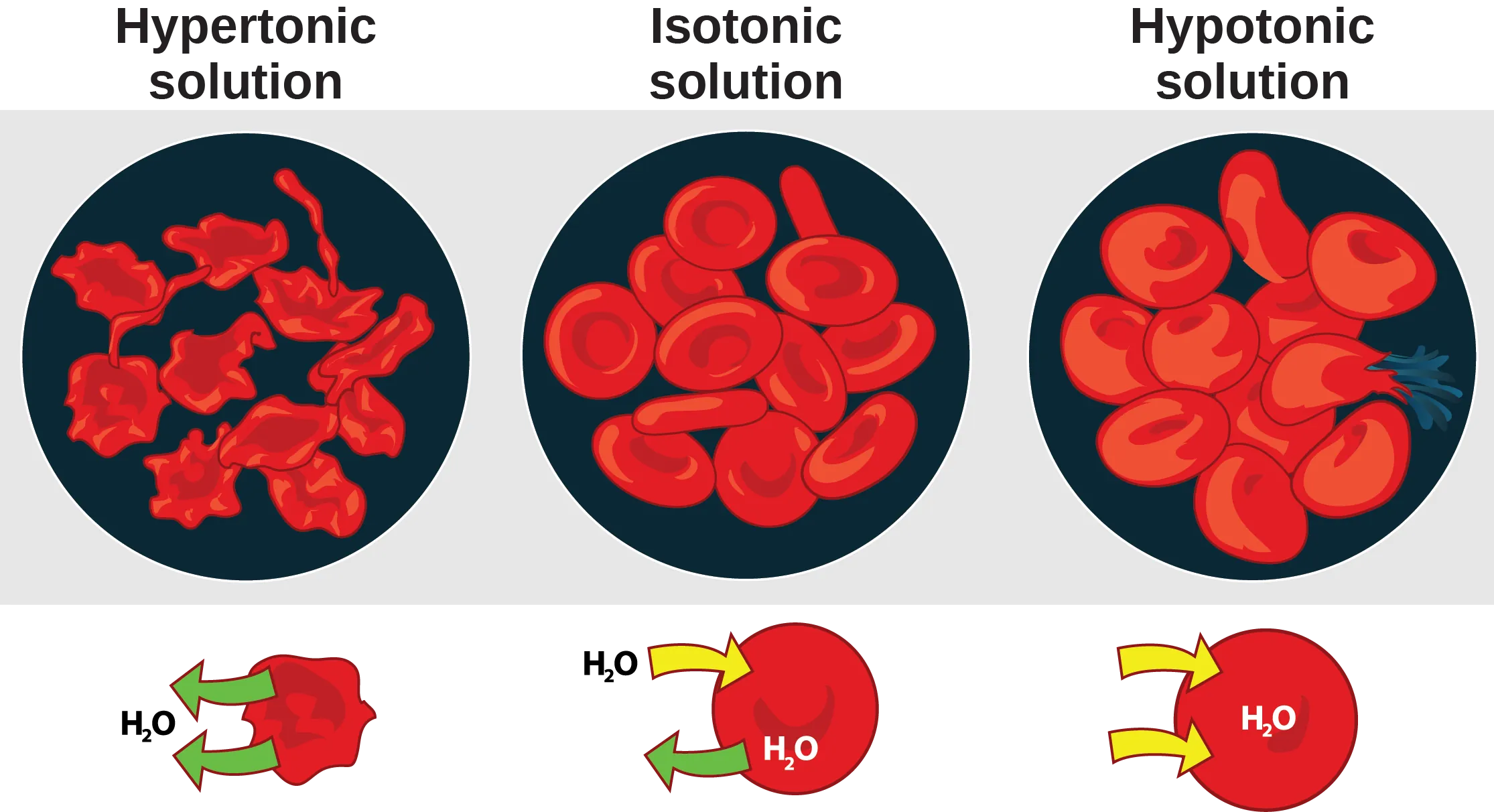 The left part of this illustration shows shriveled red blood cells bathed in a hypertonic solution. Below this, an diagram shows that upper case H subscript 2 baseline upper case O is leaving the red blood cell. The middle part shows healthy red blood cells bathed in an isotonic solution.  A diagram below this shows upper H subscript 2 baseline upper O both entering and exiting the cell.  And the right part shows bloated red blood cells bathed in a hypotonic solution. One of the bloated cells in the hypotonic solution bursts. A diagram below this shows upper H subscript 2 baseline upper O enterning the cell.