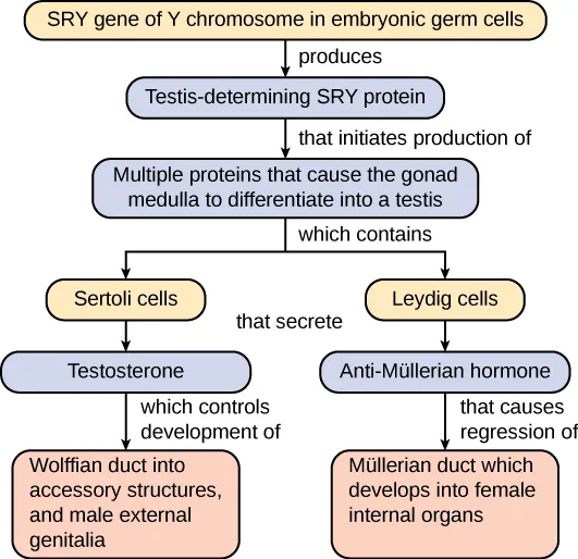 A flow chart illustrates the steps in human embryonic development leading to normal male development. First the SRY gene of the Y chromosome in embryonic germ cells produces testis-determining SRY protein, which in turn initiates the production of multiple proteins that cause the gonad medulla to differentiate into a testis. This medulla contains Sertoli cells that secrete testosterone, which controls development of the Wolffian duct into accessory structures, and male external genitalia. The medulla also contains Leydig cells that secrete anti-Müllerian hormone, that causes the regression of the Müllerian duct, which would otherwise develop into female internal organs.