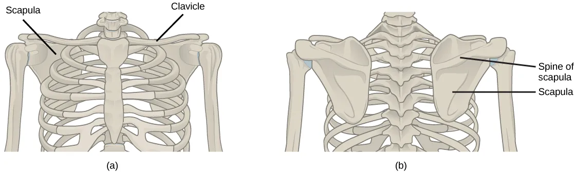 Illustration shows the pectoral girdles of the shoulder. Each girdle consists of a long, thin clavicle that runs from the sternum to the arm and a flat, triangular scapula that extends down from the clavicle. Viewed from the back, the upper part of the scapula has a prominent protrusion, called a spine.