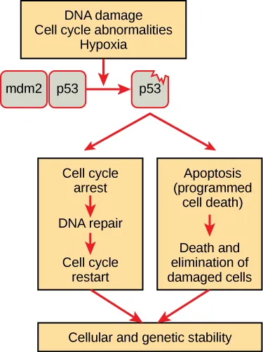A flow diagram shows the following steps: In a normal cell p53 is inactivated by its negative regulator, m d m 2. Upon DNA damage, cell cycle abnormalities, or hypoxia, the p 53 and m d m 2 complex dissociates, and the p 53 becomes activated. Once activated, p 53 will induce a cell cycle arrest to allow either repair and cell cycle restart or apoptosis to discard the damaged cell.