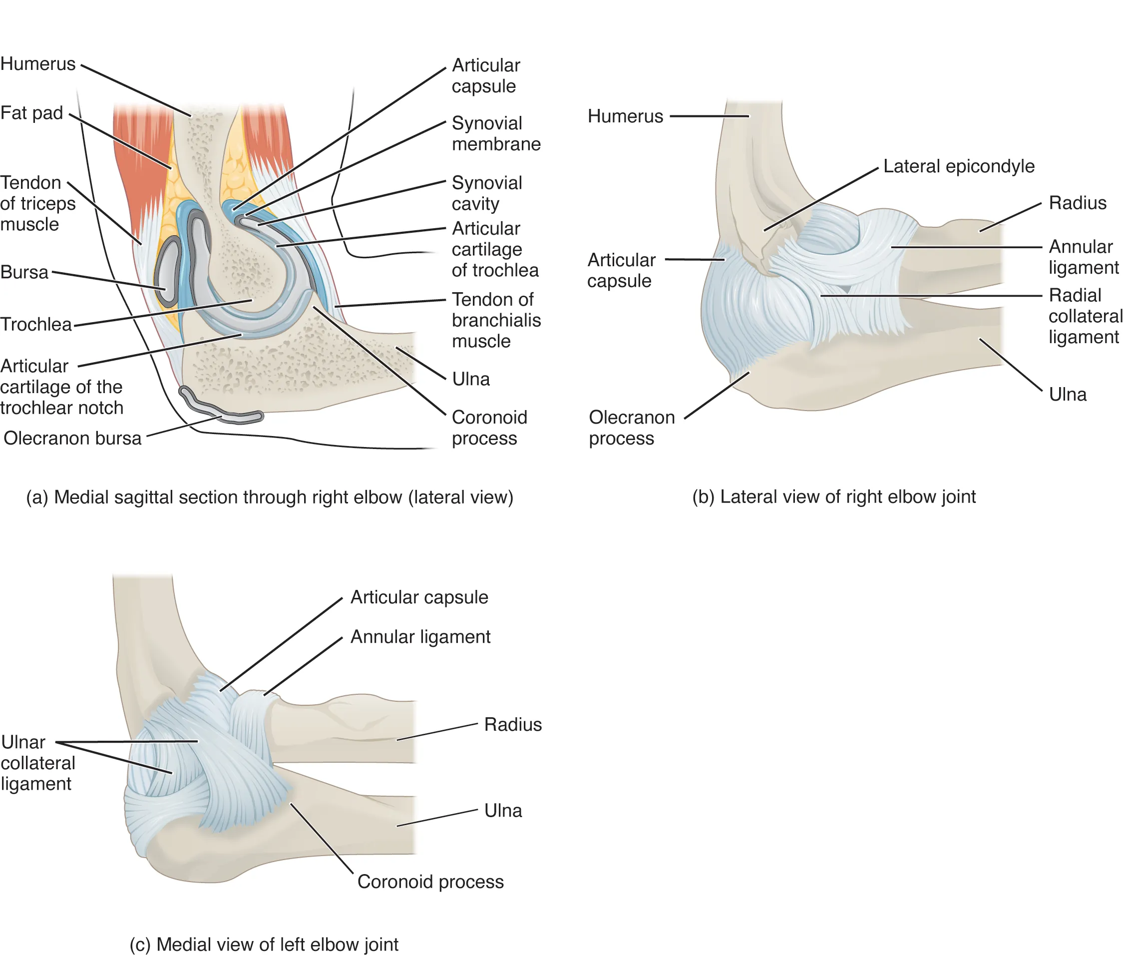 This figure shows the structure of the elbow joint. The top, left panel shows the medial sagittal section of the right elbow joint. The top, right panel shows the lateral view of the right elbow joint, and the bottom, left panel shows the medial view of the right elbow joint.