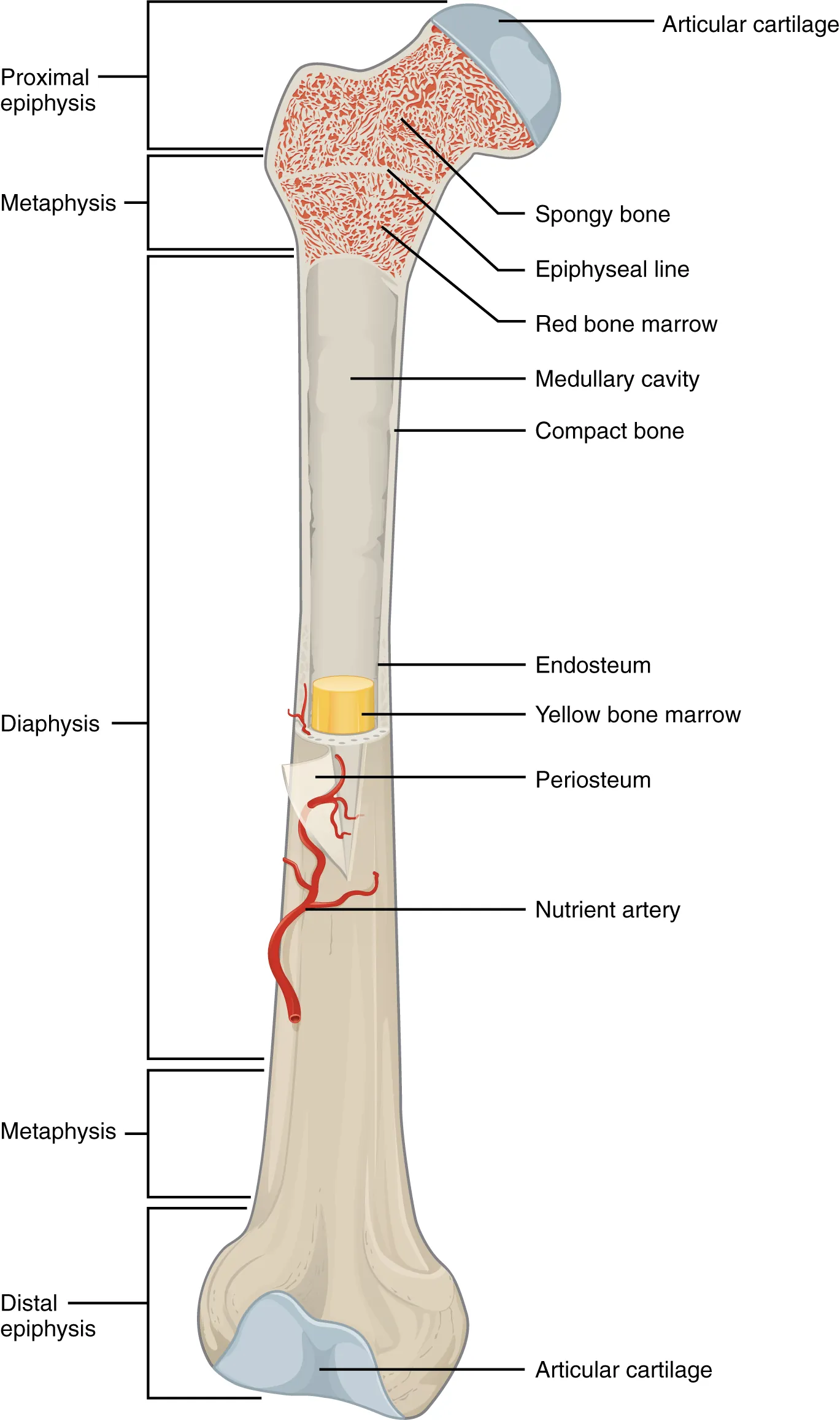 This illustration depicts an anterior view of the right femur, or thigh bone. The inferior end that connects to the knee is at the bottom of the diagram and the superior end that connects to the hip is at the top of the diagram. The bottom end of the bone contains a smaller lateral bulge and a larger medial bulge. A blue articular cartilage covers the inner half of each bulge as well as the small trench that runs between the bulges. This area of the inferior end of the bone is labeled the distal epiphysis. Above the distal epiphysis is the metaphysis, where the bone tapers from the wide epiphysis into the relatively thin shaft. The entire length of the shaft is the diaphysis. The superior half of the femur is cut away to show its internal contents. The bone is covered with an outer translucent sheet called the periosteum. At the midpoint of the diaphysis, a nutrient artery travels through the periosteum and into the inner layers of the bone. The periosteum surrounds a white cylinder of solid bone labeled compact bone. The cavity at the center of the compact bone is called the medullary cavity. The inner layer of the compact bone that lines the medullary cavity is called the endosteum. Within the diaphysis, the medullary cavity contains a cylinder of yellow bone marrow that is penetrated by the nutrient artery. The superior end of the femur is also connected to the diaphysis by a metaphysis. In this upper metaphysis, the bone gradually widens between the diaphysis and the proximal epiphysis. The proximal epiphysis of the femur is roughly hexagonal in shape. However, the upper right side of the hexagon has a large, protruding knob. The femur connects and rotates within the hip socket at this knob. The knob is covered with a blue colored articular cartilage. The internal anatomy of the upper metaphysis and proximal epiphysis are revealed. The medullary cavity in these regions is filled with the mesh like spongy bone. Red bone marrow occupies the many cavities within the spongy bone. There is a clear, white line separating the spongy bone of the upper metaphysis with that of the proximal epiphysis. This line is labeled the epiphyseal line.