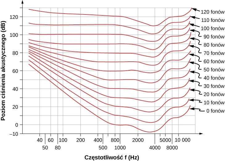 TRysunek przedstawia poziomu ciśnienia akustycznego w decybelach w funkcji częstotliwości w Herz. Na wykresie przedstawiono krzywe dla 0, 10, 20, 30, 40, 50, 60, 70, 80, 90, 100, 110 i 120 fonów. Krzywe są względem siebie przesunięte.