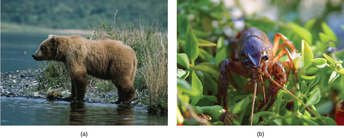 Top photo shows a bear. Bottom photo shows a crayfish.