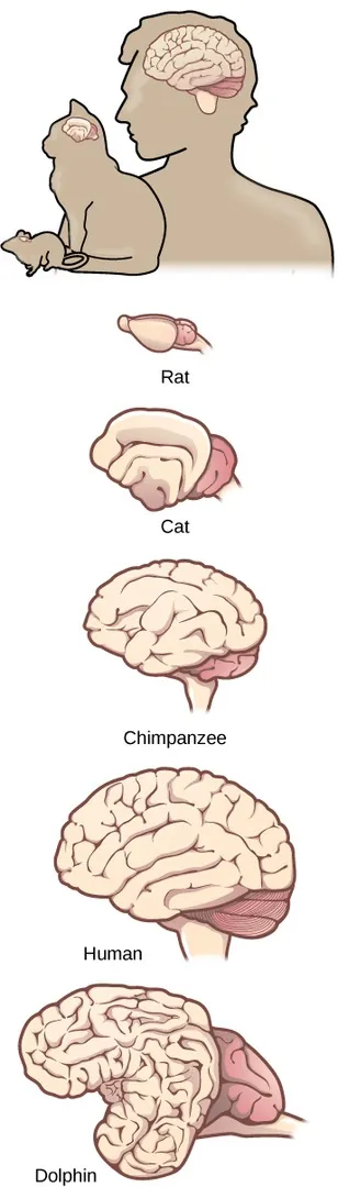 Illustration shows differing complexity in cortical folds in brains of rat, cat, chimpanzee, human, and dolphin (from least complex to most complex)