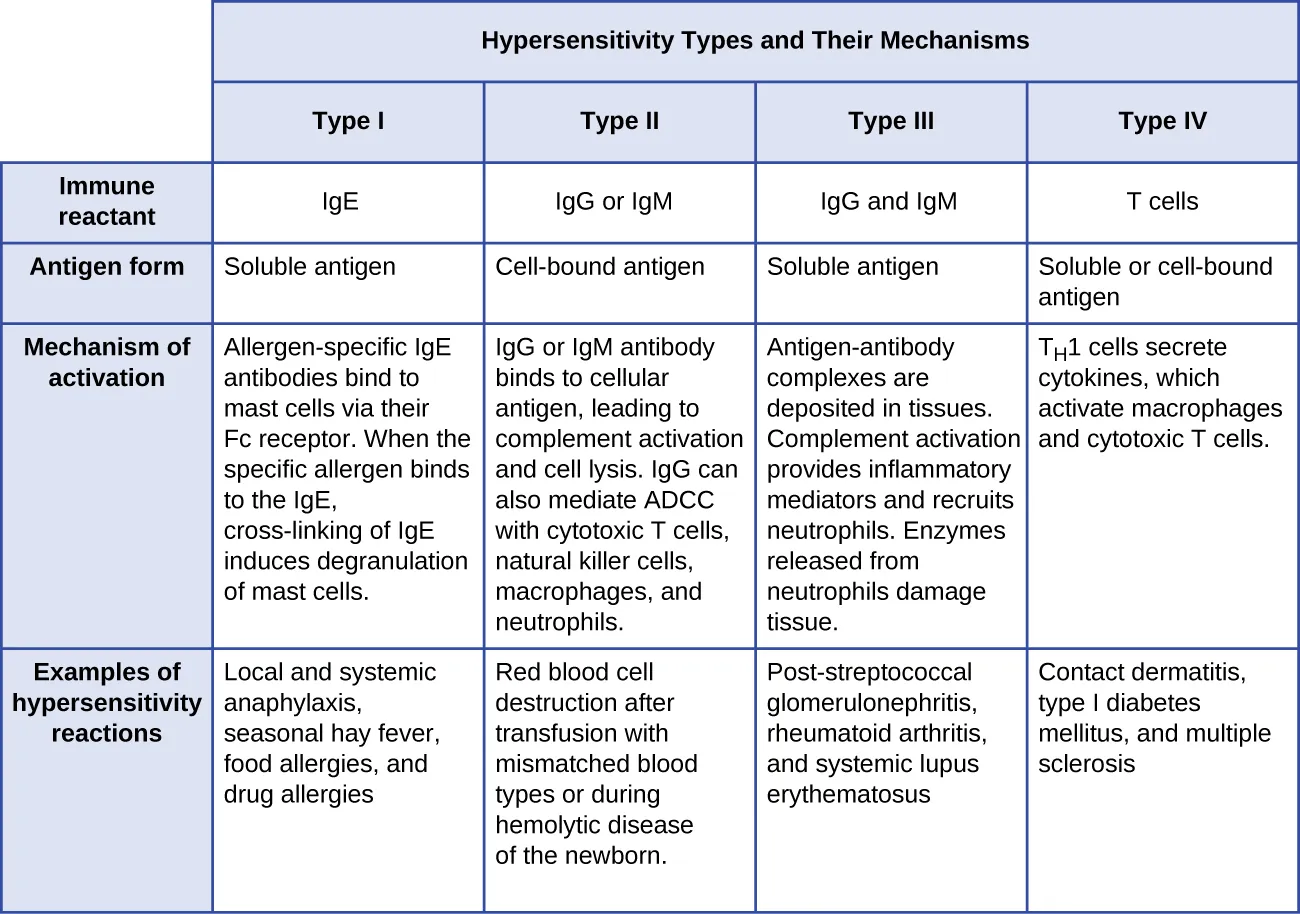 Table summarizing four types of hypersensitivities. Type I uses immune reactant IgE and a soluble antigen. The mechanism of activation is: Allergen-specific IgE antibodies bind to mast cells via their Fc receptor. When the specific allergen binds to the IgE, cross-linking of IgE induces degranulation of mast cells. Examples of hypersensitive reactions include: Local and systemic anaphylaxis, seasonal hay fever, food allergies, and drug allergies. Type II uses immune reactant IgG or IgM and a cell-bound antigen. The mechanism of activation is: IgG or IgM antibody binds to cellular antigen, leading to complement activation and cell lysis. IgG can also mediate ADCC with cytotoxic T cells, natural killer cells, macrophages, and neutrophils. Examples of hypersensitive reactions include: Red blood cell destruction after transfusion with mismatched blood types or during hemolytic disease of the newborn. Type III uses immune reactant IgG or IgM and a soluble antigen. The mechanism of activation is: Antigen-antibody complexes are deposited in tissues. Complement activation provides inflammatory mediators and recruits neutrophils. Enzymes released from neutrophils damage tissue. Examples of hypersensitive reactions include: Local and systemic Post-streptococcal glomerulonephritis, rheumatoid arthritis, and systemic lupus erythematosus. Type IV uses immune reactant T cells and a soluble or cell-bound antigen. The mechanism of activation is: TH1 cells secreete cytokines, which activate macrophages and cytotoxic T cells.. Examples of hypersensitive reactions include: Contact dermatitis, type I diabetes mellitus, and multiple sclerosis.