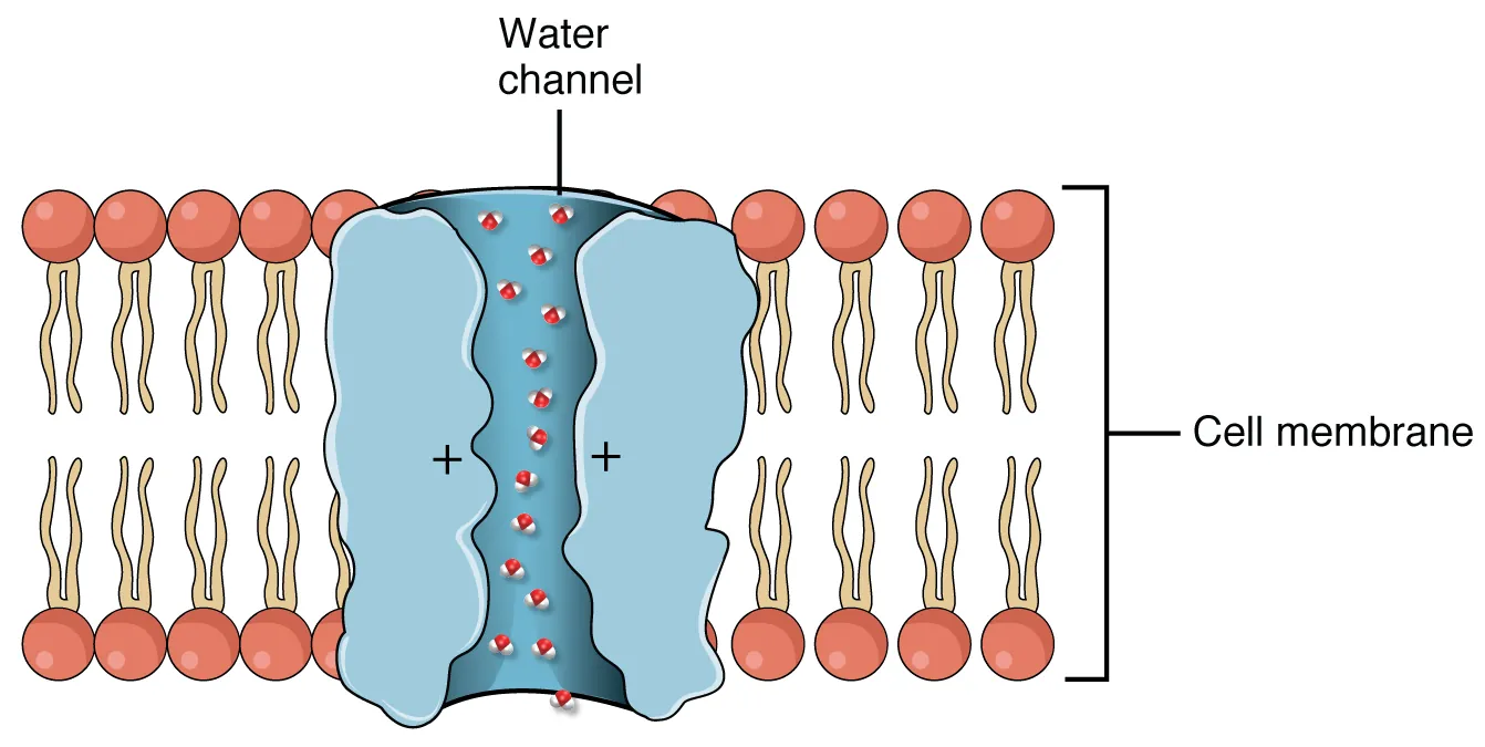 This figure shows an aquaporin water channel in the bilayer membrane with water molecules passing through.
