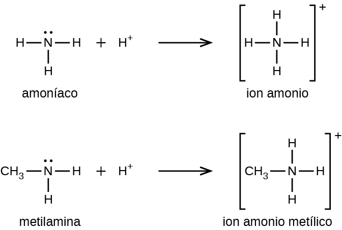 Se muestran dos reacciones. En la primera, el amoníaco reacciona con el átomo de H superíndice signo más. Un par de puntos de electrones no compartidos se encuentra sobre el átomo de N. A la izquierda, a la derecha y abajo, se enlazan los átomos de H. A esto le sigue un símbolo de suma y un átomo de H superíndice signo más. A la derecha de la flecha de reacción, el ion de amonio se muestra entre corchetes con un signo más en el superíndice afuera. Dentro de los corchetes, el átomo de N se muestra con átomos de H enlazados en los cuatro lados. En una segunda reacción muy similar, la metilamina reacciona con H superíndice signo más para producir el ion de metil amonio. La estructura de la metilamina es como la del amoníaco, salvo que en lugar del átomo de H más a la izquierda de la estructura se une un grupo C H subíndice 3. Del mismo modo, el ion de metil amonio resultante se representa entre corchetes con un signo más en el superíndice afuera. En su interior, la estructura es similar a la de la metilamina, salvo que aparece un átomo de H en la parte superior del átomo de N, donde antes aparecía el par de electrones no compartido.