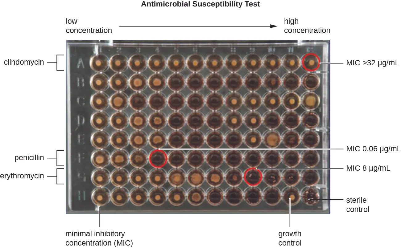 A 64 well plate; 8 rows and 12 columns. The concentration increases from left to fight. Each row has a different antibiotic. The MIC is determined by the lowest concentration with no growth as seen by a clear rather than dark look to the well. For clindamycin the MIC is above the highest concentration of 32 micrograms per mL. For Peniciliin the MIC is 0.06 and for Erythromycin it’s 8 micrograms per mL. The bottom row shows positive and negative controls.