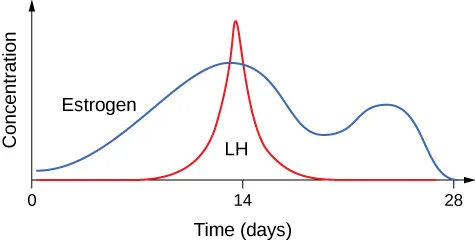 This figure shows a line graph. The vertical bar is labeled Concentration and the horizontal bar is labeled Time (Days) with tick marks at 0, 14, and 28. The inner left is labeled Estrogen. It has a blue line that crawls up from 0, rounds around 14 and drops down slightly, to round up again and finally come to a close around 28. The red line stays dormant before spiking at 14 and falling back down to nothing. The inner part of the red line is labeled LH.