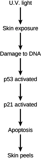 Diagram showing arrows from UV light to skin exposure to damage to DNA to p53 activated to p21 activated to apoptosis to skin peels.