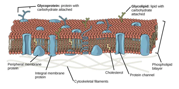 The plasma membrane is composed of a phospholipid bilayer. In the bilayer, the two long hydrophobic tails of phospholipids face toward the center, and the hydrophilic head group faces the exterior. Integral membrane proteins and protein channels span the entire bilayer. Protein channels have a pore in the middle. Peripheral membrane proteins sit on the surface of the phospholipids, and are associated with the phospholipid head groups. On the exterior side of the membrane, carbohydrates are attached to certain proteins and lipids. Filaments of the cytoskeleton line the interior of the membrane.