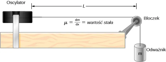 Po lewej stronie rysunku znajduje się oscylator. Struna jest przymocowana do jego prawego boku. Struna jest przerzucona przez bloczek, jej koniec zwisający pionowo obciążony jest odważnikiem o masie m. Struna przesuwa się wzdłuż bloczka bez tarcia. Odległość między oscylatorem a bloczkiem wynosi L. Opisana jest ona jako mu równa się delta m przez delta x równa się wartość stała.