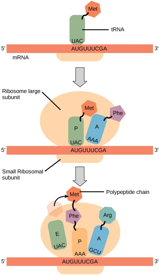 Illustration shows the steps of protein synthesis. First, an initiator tRNA recognizes the sequence AUG on the mRNA that is associated with the small ribosomal subunit. The large subunit joins the complex. Next, a second tRNA is recruited at the A site. A peptide bond is formed between the first amino acid, which is at the P site, and the second amino acid, which is at the A site. The mRNA then shifts and the first tRNA is moved to the E site, where it dissociates from the ribosome. Another tRNA binds the A site, and the process is repeated.