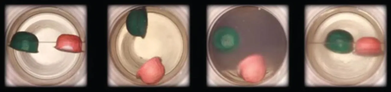 Se muestran cuatro fotografías en las que cada una muestra un contenedor circular con un flotador verde y rojo en cada uno. En el diagrama de la izquierda, el recipiente está medio lleno de un líquido incoloro y los flotadores están en la superficie del líquido. En la segunda foto, el flotador verde está cerca de la parte superior y el flotador rojo se encuentra cerca del fondo del recipiente. En la tercera foto, el líquido es más oscuro y el flotador verde se encuentra a mitad de camino en el recipiente, mientras que el rojo está en el fondo. En la foto de la derecha, el líquido vuelve a ser incoloro y los dos flotadores están en la superficie.