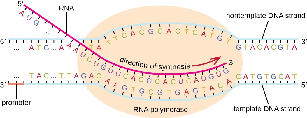 Diagram of transcription. A double stranded piece of DNA has a large oval labeled RNA polymerase sitting on it just past a region labeled promoter. The DNA in the RNA polymerase has separated and the bottom DNA strand (labeled template strand) has a newly forming RNA strand attached to it. The RNA strand is being built from 5’ to 3’. The other strand of DNA is the nontemplate strand and does not have RNA being built.