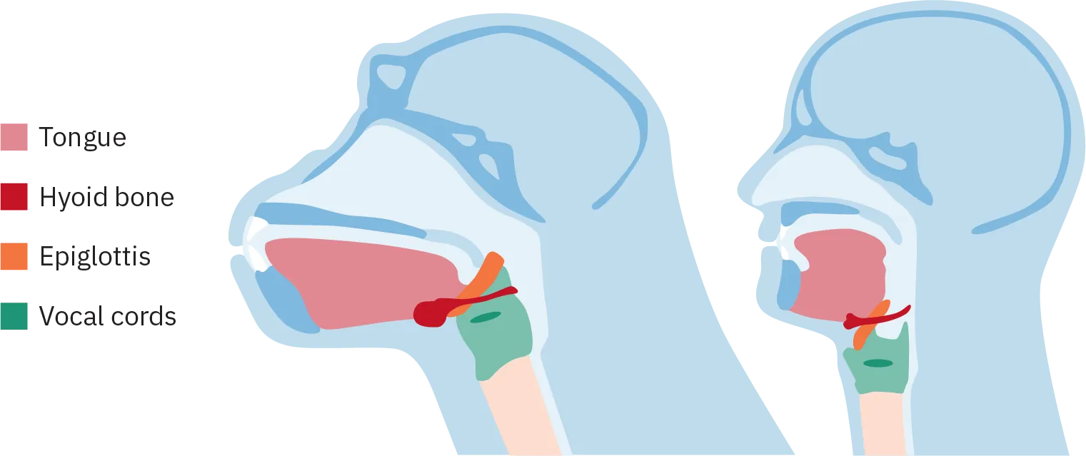 Two diagrams, showing development over time. In the first, the hyoid bone and epiglottis are high in the back of the throat. In the second, representing a modern human, the hyoid bone and epiglottis have shifted to a position further back and lower in the throat.