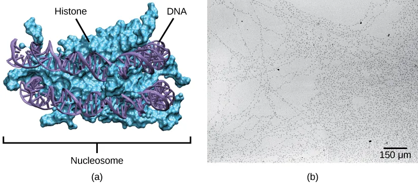 Part A depicts a nucleosome composed of spherical histone proteins that are fused together. A double-stranded DNA helix wraps around the nucleosome twice. Free DNA extends from either end of the nucleosome.  Part B is an electron micrograph of DNA that is associated with nucleosomes. Each nucleosome looks like a bead. The beads are connected together by free DNA. Nine beads strung together is approximately 150 nm across.