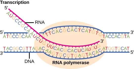 Illustration shows R N A synthesis by R N A polymerase. The R N A strand is synthesized in the 5 prime to 3 prime direction.
