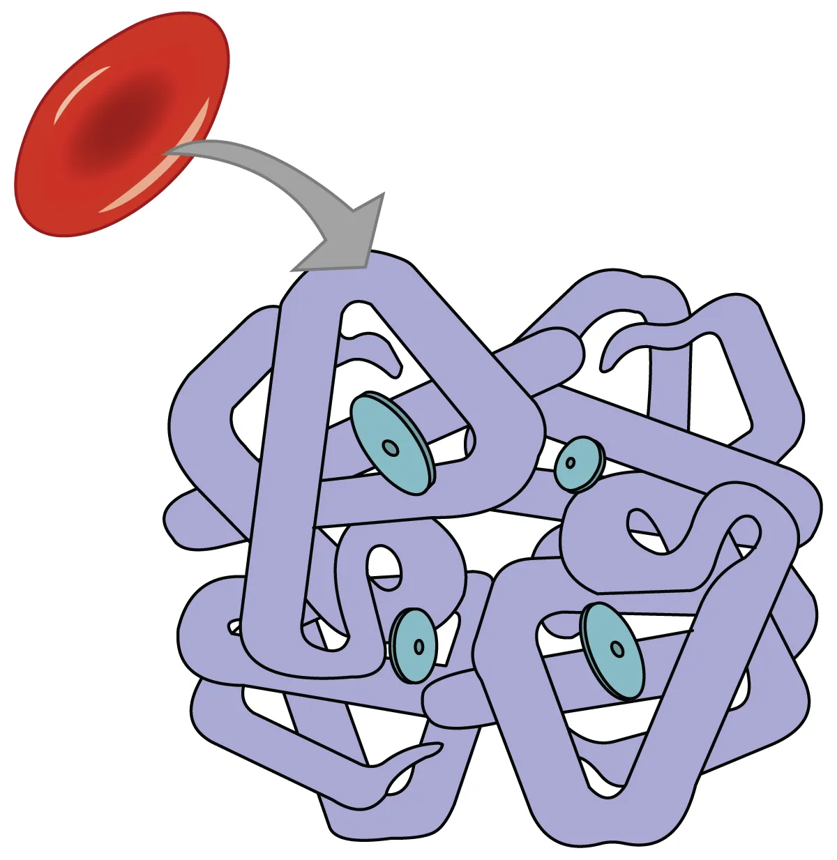 This diagram shows a red blood cell and the structure of a hemoglobin molecule.