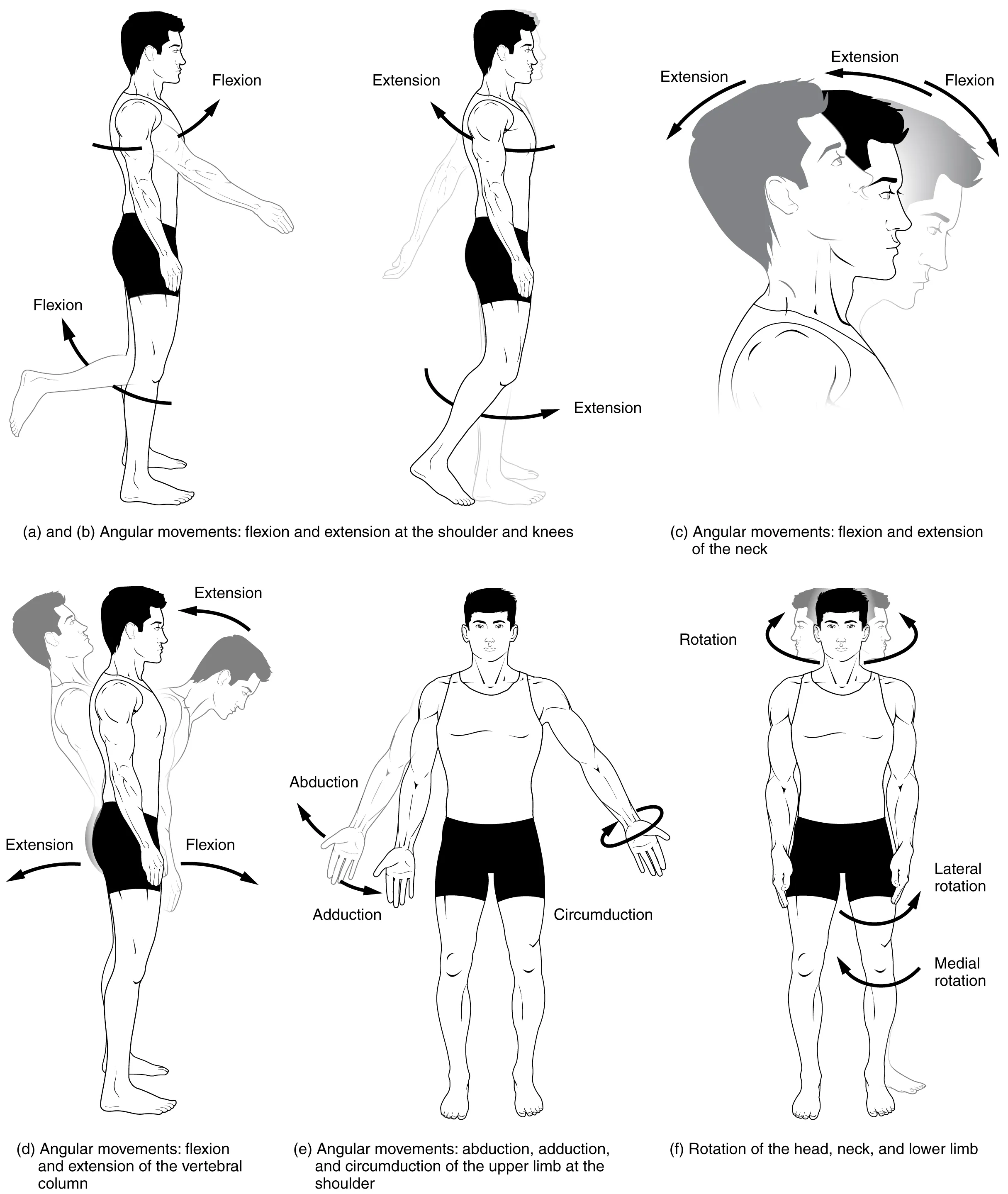 This multi-part image shows different types of movements that are possible by different joints in the body.