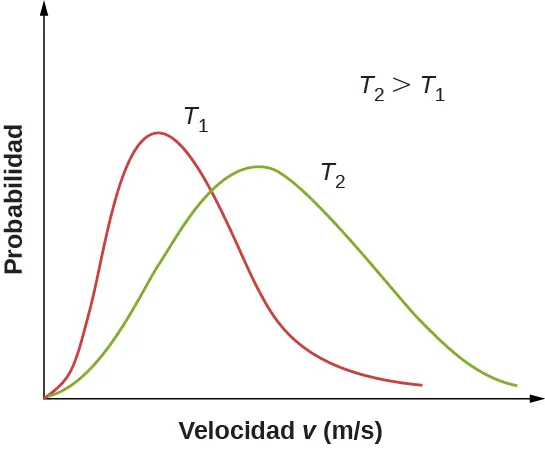 En el mismo gráfico se representan dos distribuciones de probabilidad versus velocidad v en metros por segundo a dos temperaturas diferentes, T uno y T dos. La temperatura dos es mayor que la temperatura uno. La distribución para T dos tiene un pico más amplio con un máximo a mayor velocidad y menor probabilidad que la distribución para la temperatura uno.