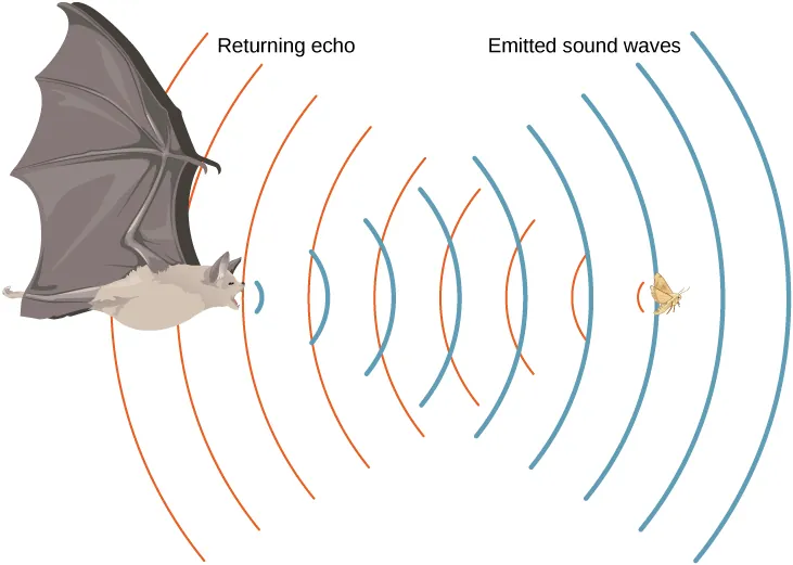 Picture is a drawing of a flying bat that emits sound waves. Waves are reflected from the flying insect and are returned to the bat.
