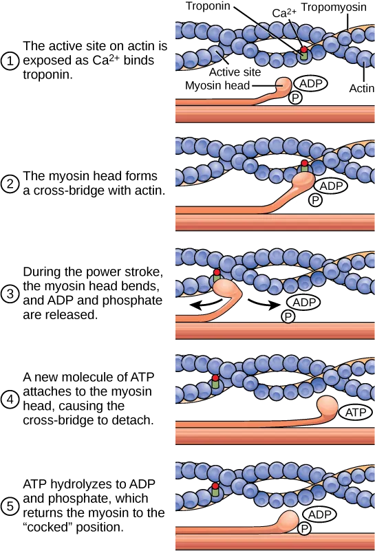 Illustration shows two actin filaments coiled with tropomyosin in a helix, sitting beside a myosin filament. Each actin filament is made of round actin subunits linked in a chain. A bulbous myosin head with ADP and Pi attached sticks up from the myosin filament. The contraction cycle begins when calcium binds to the actin filament, allowing the myosin head to from a cross-bridge. During the power stroke, the myosin head bends and ADP and phosphate are released. As a result, the actin filament moves relative to the myosin filament. A new molecule of ATP binds to the myosin head, causing it to detach. The ATP hydrolyzes to ADP and Pi, returning the myosin head to the cocked position.