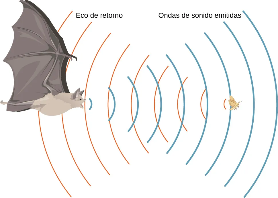 La imagen es un dibujo de un murciélago en vuelo que emite ondas sonoras. Las ondas se reflejan en el insecto que vuela y se devuelven al murciélago.